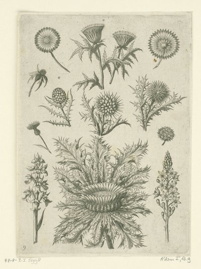 Odległe na różne sposoby Florilegium (tytuł serii) autorstwa Adriaen Collaert
