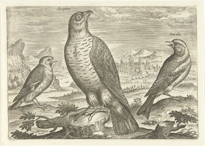 Trzy ptaki w krajobrazie Ptaki (tytuł serii) Avium vivae (tytuł serii) autorstwa Adriaen Collaert