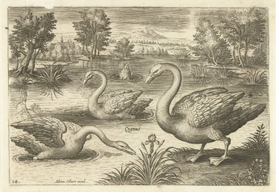 Trzy łabędzie w stawie Ptaki (tytuł serii) Avium vivae (tytuł serii) autorstwa Adriaen Collaert
