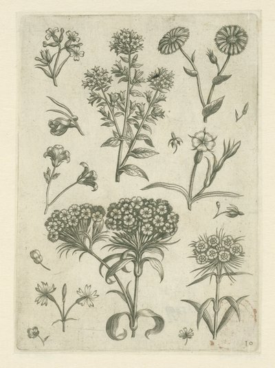 Słodki William i inne kwiaty Florilegium (tytuł serii) autorstwa Adriaen Collaert