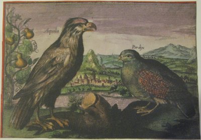 Orzeł i kuropatwa, Iconotheca Valvasoriana autorstwa Adriaen Collaert