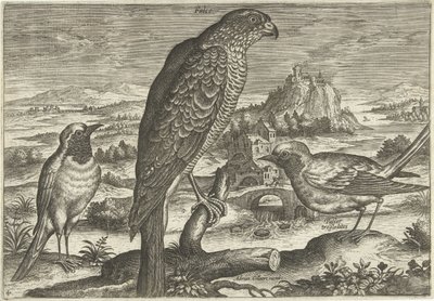 Niektóre ptaki w krajobrazie Ptaki (tytuł serii) Avivm vivae (tytuł serii) autorstwa Adriaen Collaert
