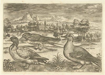 Niektóre ptaki w krajobrazie Ptaki (tytuł serii) Avivm vivae (tytuł serii) autorstwa Adriaen Collaert