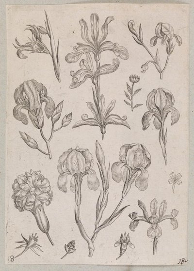 Irysy autorstwa Adriaen Collaert