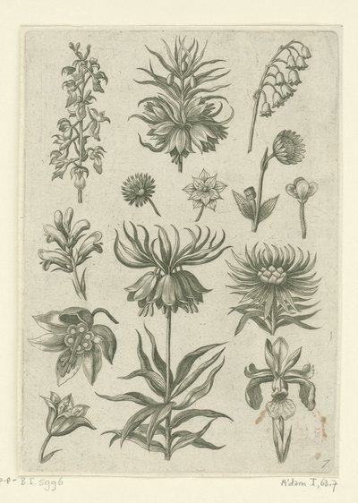 Korona cesarska, orchidea i konwalie Florilegium (tytuł serii) autorstwa Adriaen Collaert