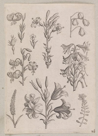 Lilie autorstwa Adriaen Collaert