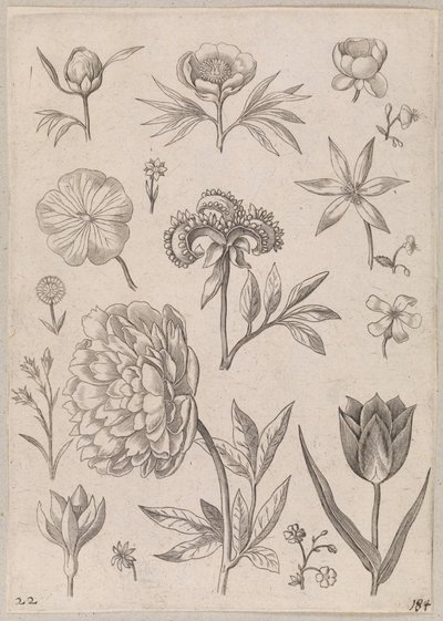 Piwonia autorstwa Adriaen Collaert