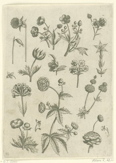 Ranonkels, primula en boterbloemen Florilegium (tytuł serii) autorstwa Adriaen Collaert