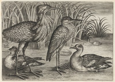  autorstwa Adriaen Collaert