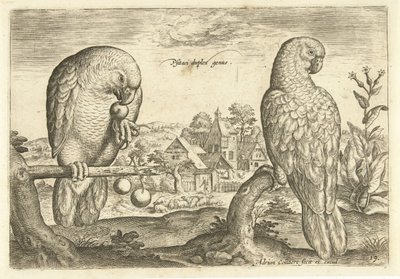 Dwie papugi w krajobrazie Avium Vivae (tytuł serii) Ptaki (tytuł serii) autorstwa Adriaen Collaert
