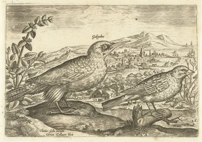 Dwa ptaki w krajobrazie Avium Vivae (tytuł serii) Ptaki (tytuł serii) autorstwa Adriaen Collaert