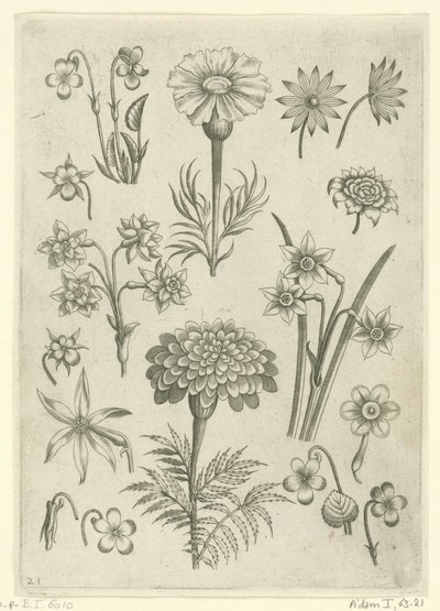 Różne kwiaty, fiołki i żonkile Florilegium (tytuł serii) autorstwa Adriaen Collaert