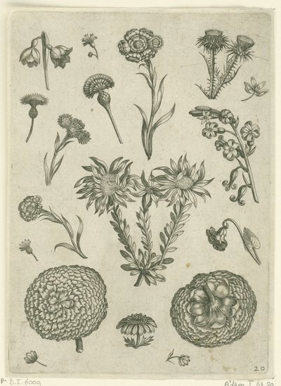 Różne kwiaty, w tym chryzantema i oset Florilegium (tytuł serii) autorstwa Adriaen Collaert
