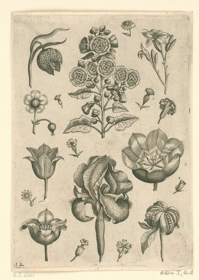Różne kwiaty, w tym irys i fiołek Florilegium (tytuł serii) autorstwa Adriaen Collaert