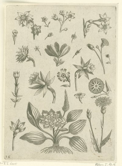 Różne kwiaty, w tym żonkile trąbkowe Florilegium (tytuł serii) autorstwa Adriaen Collaert