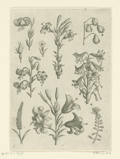 Cztery duże lilie i kilka mniejszych kwiatów Florilegium (tytuł serii) autorstwa Adriaen Collaert