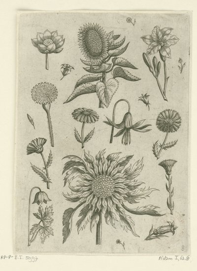 Słonecznik i inne kwiaty. Florilegium (tytuł serii) autorstwa Adriaen Collaert