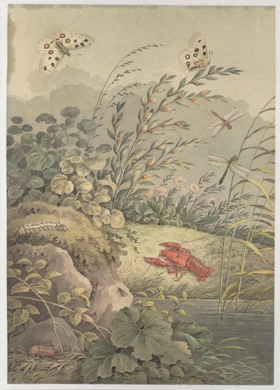 Kawałek wody z krabem, motylami, ważkami i rokitnikiem 1800. autorstwa Adrian Zingg
