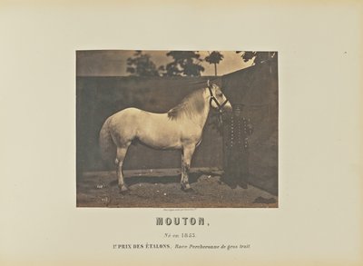 Owca autorstwa Adrien Alban Tournachon