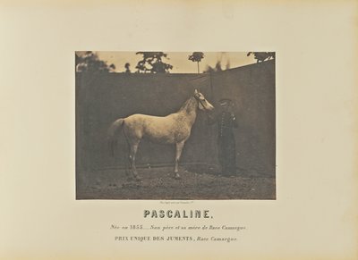 Pascaline autorstwa Adrien Alban Tournachon
