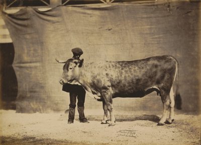 Krowa Garonnaise, 5-6 lat, 1856. autorstwa Adrien Alban Tournachon