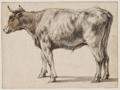 Stojący młody byk autorstwa Aelbert Cuyp
