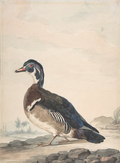 Kaczka, 1725-92. autorstwa Aert Schouman