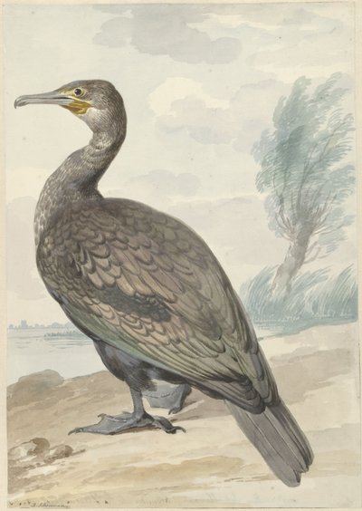 Kormoran autorstwa Aert Schouman