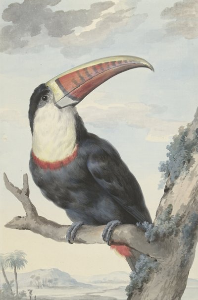 Tukan czerwonodzioby, 1748 autorstwa Aert Schouman