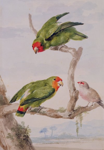 Dwie gołąbki czerwonolicy i woskowiec, 1756 (kreda, toaleta i ołówek na papierze) autorstwa Aert Schouman