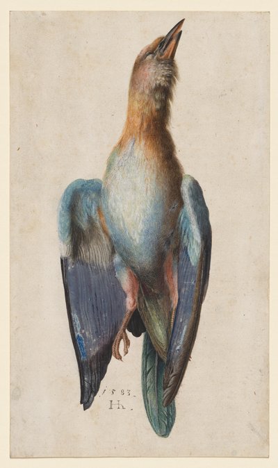 Martwy niebieski wałek autorstwa After Albrecht Dürer