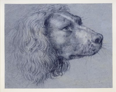 Studium głowy spaniela autorstwa Agostino Carracci