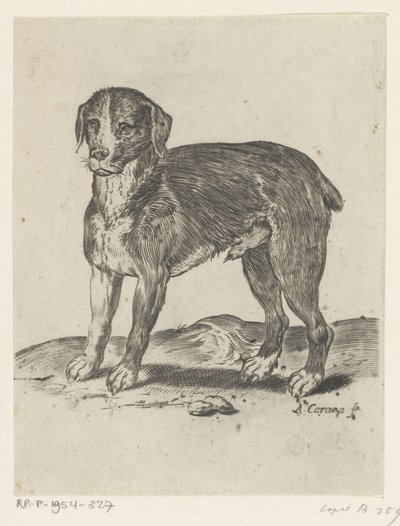 stojący pies autorstwa Agostino Carracci