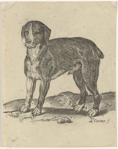 stojący pies autorstwa Agostino Carracci