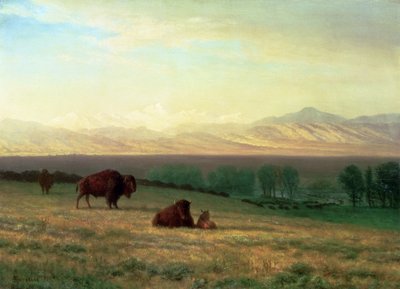 Bawół na równinach, ok. 1890 autorstwa Albert Bierstadt
