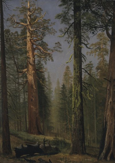 Grizzly Giant Sequoia, Mariposa Grove, Kalifornia autorstwa Albert Bierstadt