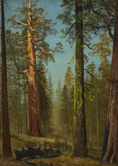 Sekwoja olbrzymia „Grizzly”, Mariposa Grove, Kalifornia autorstwa Albert Bierstadt