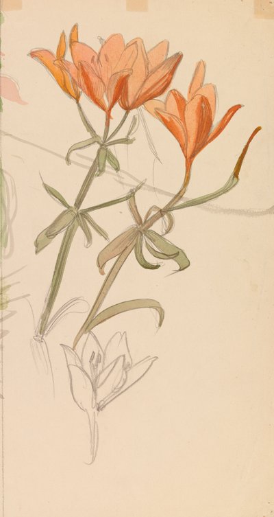 Orange Lilien autorstwa Albert Edelfelt