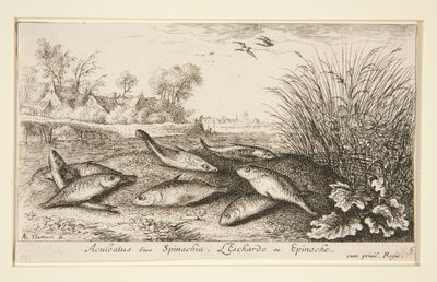 Aculeatus lub szpinak. L autorstwa Albert Flamen