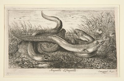 Anguilla. L autorstwa Albert Flamen