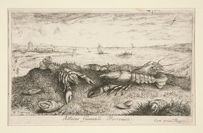 Astacus fluriatilis. L autorstwa Albert Flamen