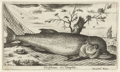 Delfin w sieci rybackiej Delphinus Le Dauphin. (tytuł na obiekcie) Ryby i inne morskie stworzenia - trzecia seria słonowodnych (tytuł serii) Poissons de mer (tytuł serii) autorstwa Albert Flamen