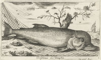 Delfin w sieci rybackiej Delphinus Le Dauphin. (tytuł na obiekcie) Ryby i inne morskie stworzenia - trzecia seria słonowodnych (tytuł serii) Poissons de mer (tytuł serii) autorstwa Albert Flamen