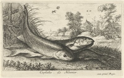 Trzy klenie na brzegu rzeki głowa. Le Meunier. (tytuł na obiekcie) Ryby i inne morskie stworzenia - pierwsza seria słodkowodna (tytuł serii) Diverse Especes de Poissons d