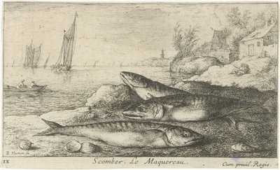 Trzy makrele na plaży Scomber. Le Maquereau. (tytuł na obiekcie) Ryby i inne morskie stworzenia - pierwsza seria słonowodnych (tytuł serii) Diverse Especes de Poissons de mer (tytuł serii) autorstwa Albert Flamen