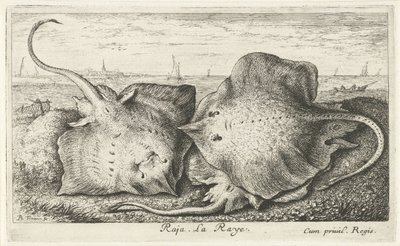 Trzy promienie na plaży radża. La Raye. (tytuł na obiekcie) Ryby i inne morskie stworzenia - druga seria słonowodnych (tytuł serii) Poissons de mer (tytuł serii) autorstwa Albert Flamen
