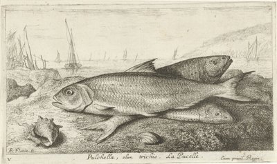 Trzy ryby na plaży Pulchella, Olim Trichis. La Pucelle. (tytuł na obiekcie) Ryby i inne morskie stworzenia - pierwsza seria słonowodnych (tytuł serii) Diverse Especes de Poissons de mer (tytuł serii) autorstwa Albert Flamen