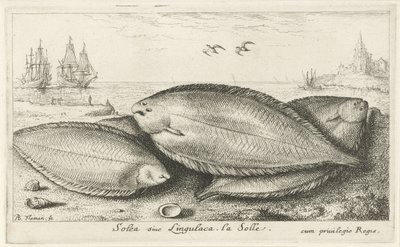 Trzy podeszwy na plaży Solea siue Lingulaca. La Solle. (tytuł na obiekcie) Ryby i inne morskie stworzenia - trzecia seria słonowodnych (tytuł serii) Poissons de mer (tytuł serii) autorstwa Albert Flamen
