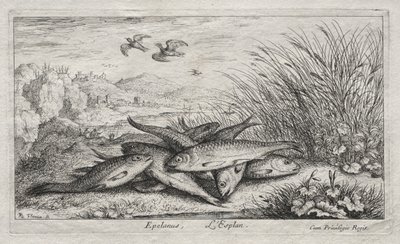 Ryby słodkowodne, część II: Epelanus, L