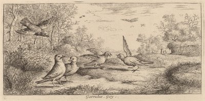 Garrulus, Jay autorstwa Albert Flamen